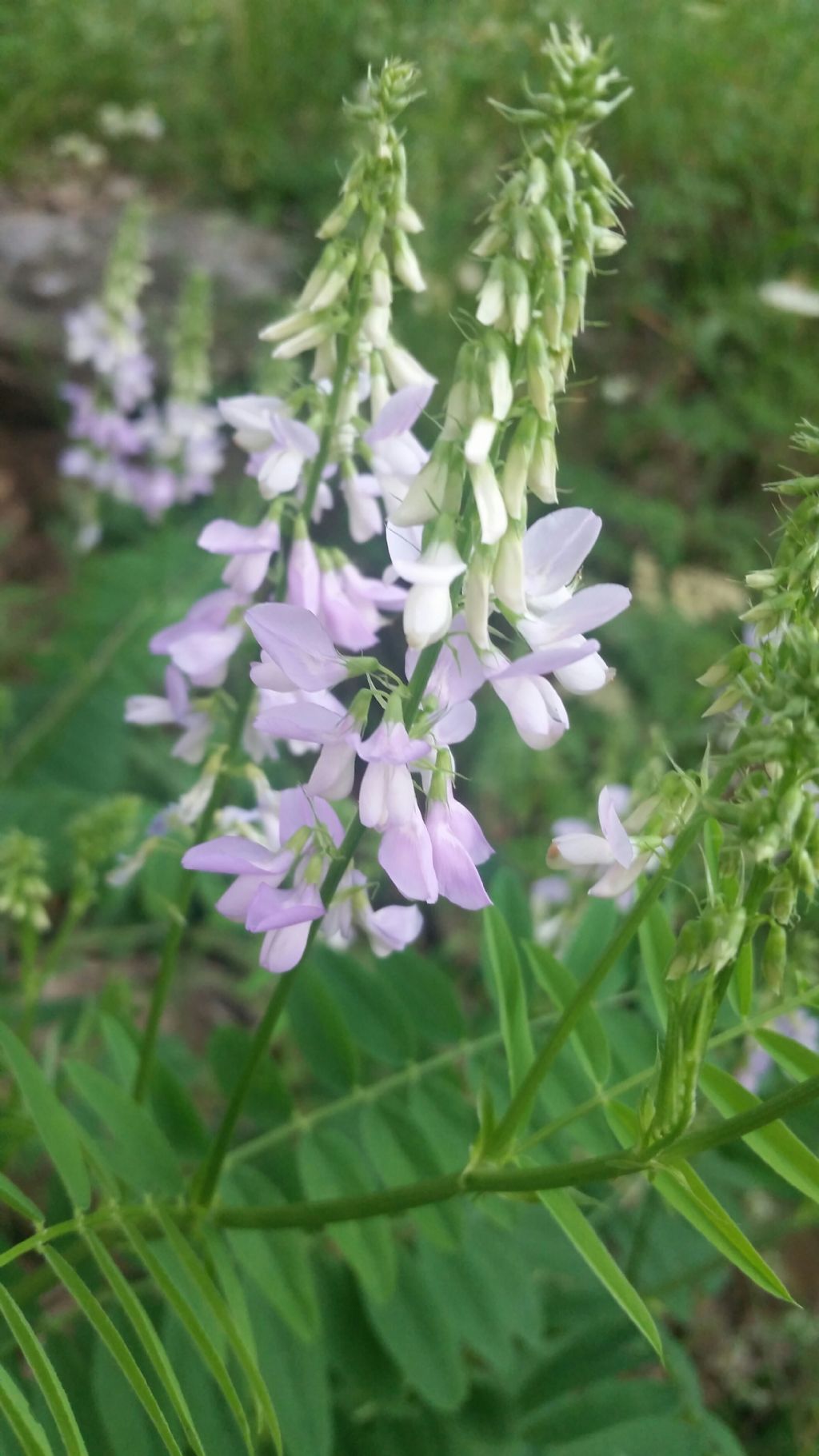 Galega officinalis (Fabaceae) e Digitalis lutea (Plantaginaceae)